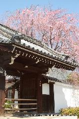 西陣の日蓮宗寺院の櫻　その1
