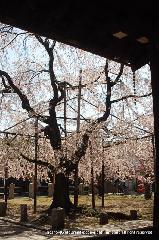 知られざる桜の見所
