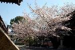 西陣の日蓮宗寺院の櫻　その1 : 右本堂　左開山堂