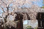 西陣の日蓮宗寺院の櫻　その1