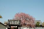 西陣の日蓮宗寺院の櫻　その1