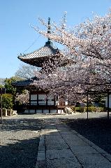 西陣の日蓮宗寺院の櫻　その1 : 多宝塔