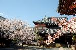 西陣の日蓮宗寺院の櫻　その1 : 多宝塔傍より開山堂・宝物館を望む
