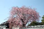 洛中洛外京桜図　一見さんの桜に通の桜　編　その四 : 紅しだれ桜