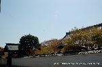 西陣の日蓮宗寺院の櫻　その1