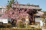 西陣の日蓮宗寺院の櫻　その1