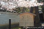 西陣の日蓮宗寺院の櫻　その1