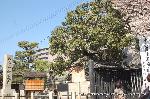 西陣の日蓮宗寺院の櫻　その1