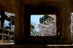 西陣の日蓮宗寺院の櫻　その1