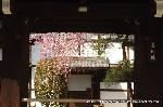 西陣の日蓮宗寺院の櫻　その1 : 塔頭善明院の門