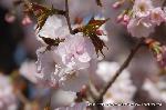 知られざる桜の見所
