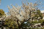 西陣の日蓮宗寺院の櫻　その1 : 山桜