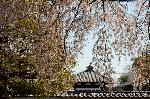 西陣の日蓮宗寺院の櫻　その1 : 妙覚寺大門より妙顕寺の裏塀と地蔵堂が見える