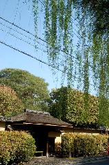西陣の日蓮宗寺院の櫻　その1 : 小川通をはさみ本法寺門前向い