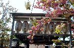 京の八重桜探訪 : 八重のトンネルの先に本殿