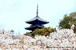 京の八重桜探訪 : 御室桜と五重塔