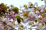 京の八重桜探訪 : 普賢象と二尊院普賢象