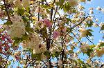 京の八重桜探訪 : 輪橋の八重桜のトンネルを見上げると色とりどりに