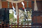 京の八重桜探訪
