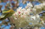 京の八重桜探訪