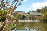 京の八重桜探訪 : 咲耶池(さくやいけ)
