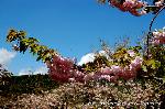 知られざる桜の見所