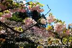 京の八重桜探訪