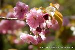 京の八重桜探訪