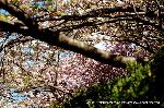 洛中洛外京桜図　一見さんの桜に通の桜　編　その三