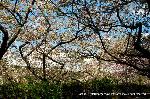 京の八重桜探訪