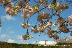京の八重桜探訪