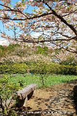 洛中洛外京桜図　一見さんの桜に通の桜　編　その三