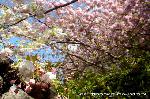 京の八重桜探訪