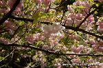 京の八重桜探訪