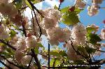 洛中洛外京桜図　一見さんの桜に通の桜　編　その二