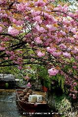 洛中洛外京桜図　一見さんの桜に通の桜　編　その四 : 角倉邸跡地付近に舟留りが再現されている