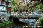 知られざる桜の見所