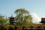 京の八重桜探訪 : 右/講堂　左/五重塔　中央に枝垂れが葉桜に