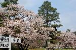 京の八重桜探訪