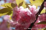 京の八重桜探訪