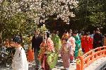 桜見に曲水宴 : 賀茂曲水宴奉告祭