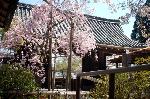 洛中洛外京桜図　一見さんの桜に通の桜編　その一 : 総門内より枝垂れ桜を見たところで、外の道が嵯峨野の散策路である。
