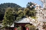 洛中洛外京桜図　一見さんの桜に通の桜　編　その四 : 九頭龍弁財尊天の堂宇に山桜で、後ろに見えるのが小倉山である。