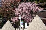 桜見に曲水宴 : みあれ桜と立砂。