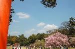 桜見に曲水宴 : 一の鳥居に御所桜