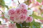 八重桜の園　千本ゑんま堂 : 関山桜