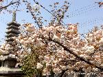 八重桜の園　千本ゑんま堂