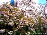 洛中洛外京桜図　一見さんの桜に通の桜編　その一