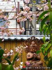 知られざる桜の見所