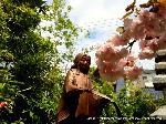 八重桜の園　千本ゑんま堂
